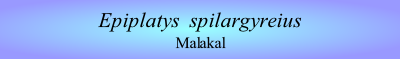 Epiplatys  spilargyreius
Malakal