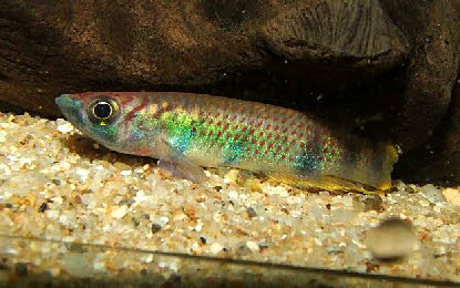 Epiplatys infrafasciatus rathkei