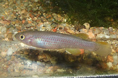 Fundulopanchax gresensi