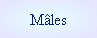 Mâles