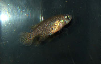 Austrolebias affinis