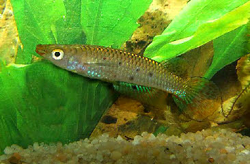 Aplocheilus dayi Aplocheilus dayi