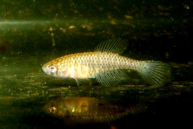 Spectrolebias reticulatus