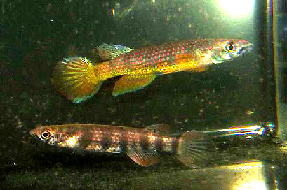 Epiplatys sp.sindara