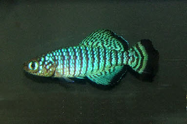 Nothobranchius fuscotaeniatus