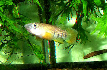 Epiplatys chaperi chaperi 