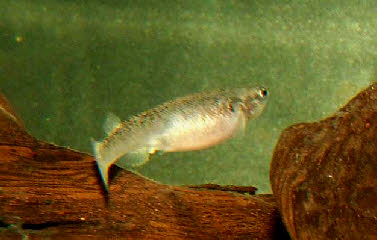 Kryptolebias marmoratus