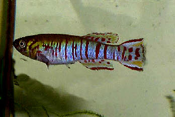 Fundulopanchax walkeri walkeri