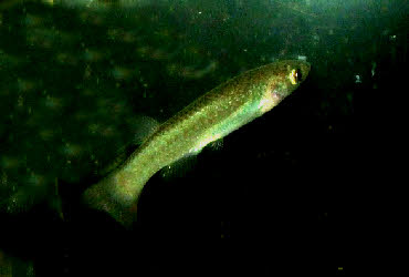 Fundulus sciadicus 