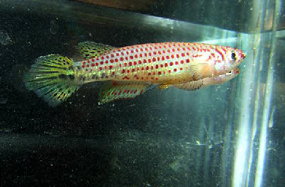 Epiplatys singa