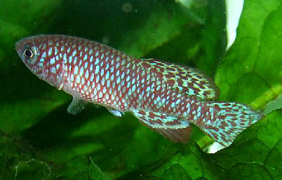 Nothobranchius malaissei