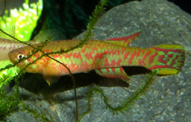 Scriptaphyosemion etzeli Scriptaphyosemion etzeli