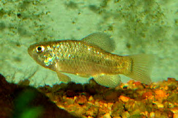 Cyprinodon eremus