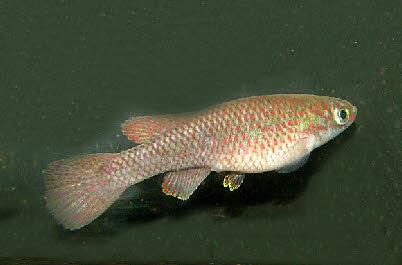 Aphyosemion batesii