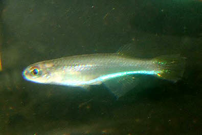 Platataplochilus  sp. poku