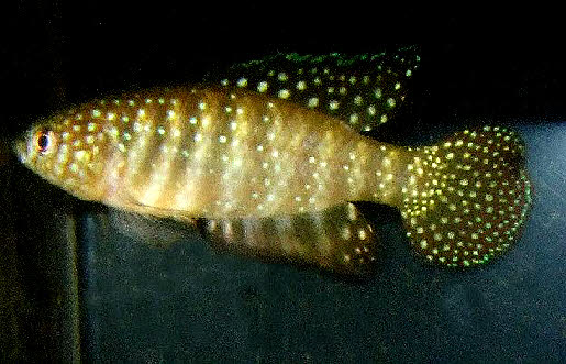 Hypsolebias(Simpsonichthys) stellatus