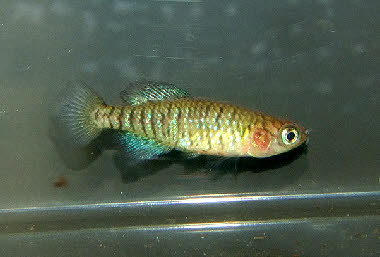 Nothobranchius fuscotaeniatus