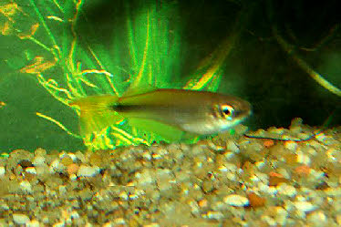 Plataplochilus chalcopyrus