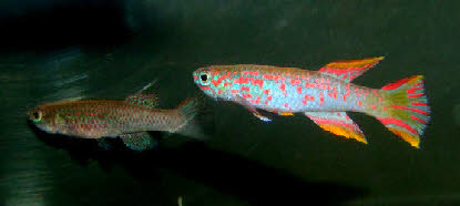 Aphyosemion jeanhuberi Aphyosemion jeanhuberi