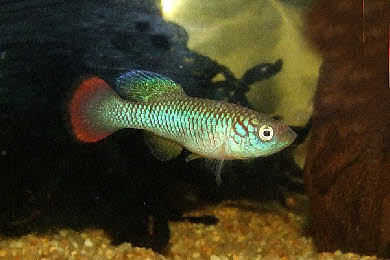 Nothobranchius southern Kenya