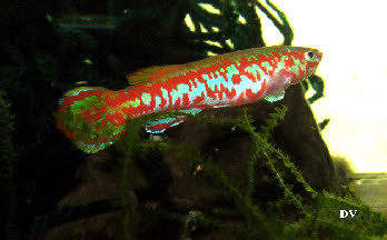 Aphyosemion exigoideum