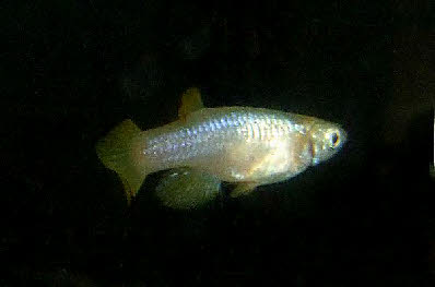 Lacustricola kassenjiensis