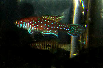 Simpsonichthys boitonei