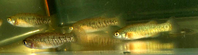 Crenichthys baileyi baileyi