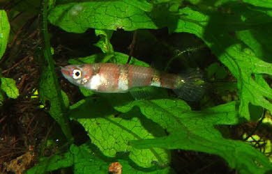 Pseudepiplatys annulatus