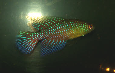 Hypsolebias  fulminantis Hypsolebias  fulminantis