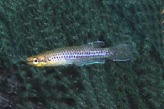 Aphyoplatys duboisi 