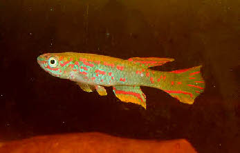 Aphyosemion jeanhuberi Aphyosemion jeanhuberi