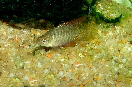 Hypsolebias radiseriatus