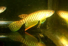 Gnatholebias zonatus