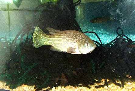 Austrofundulus limnaeus 
