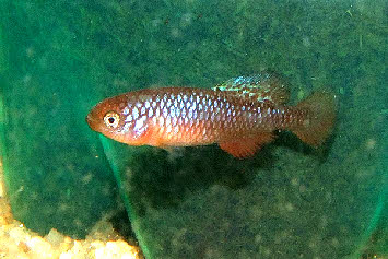 Nothobranchius  rosenstocki