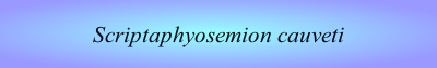 Scriptaphyosemion cauveti