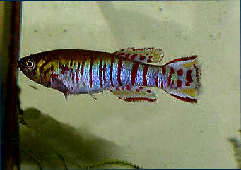 Fundulopanchax walkeri walkeri Fundulopanchax walkeri walkeri