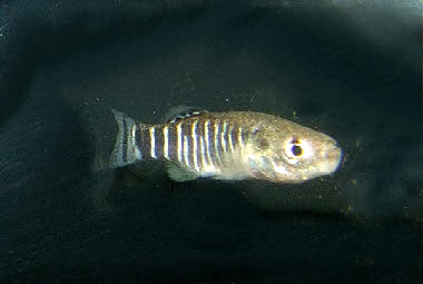 Anatolichthys  maeandricus