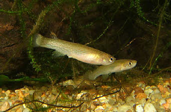 Anablepsoides elongatus