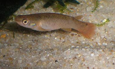 Cynodonichthys rubripunctatus