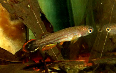 Neofundulus splendidus