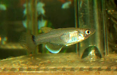 Pantanodon stuhlmanni