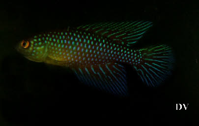 Hypsolebias  fulminantis
