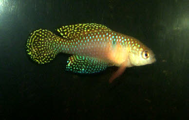 Hypsolebias picturatus