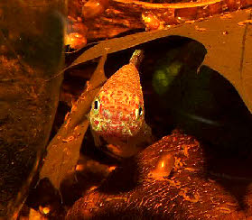 Nothobranchius kilomberoensis Nothobranchius kilomberoensis