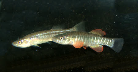 Fundulus zebrinus 