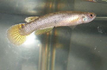 Cynodonichthys rubripunctatus