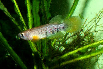 Epiplatys chaperi chaperi 