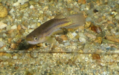 Cynodonichthys ( Rivulus ) birkhahni